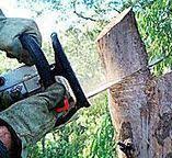 Best Tree and Shrub Care  in Bellaire, TX