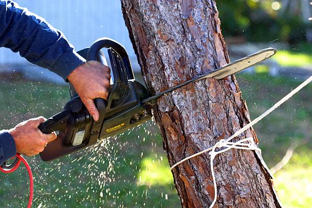 Leaf Removal in Bellaire, TX