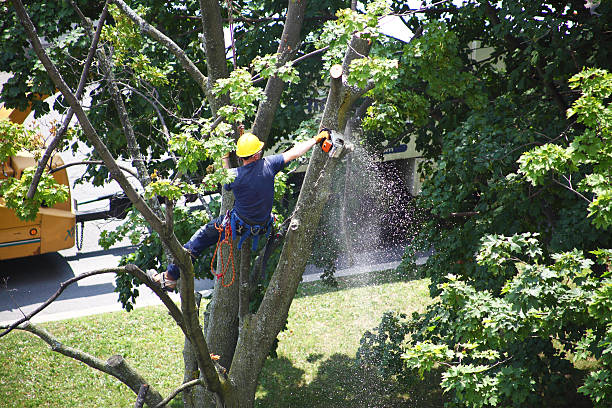 Best Tree Maintenance Programs  in Bellaire, TX