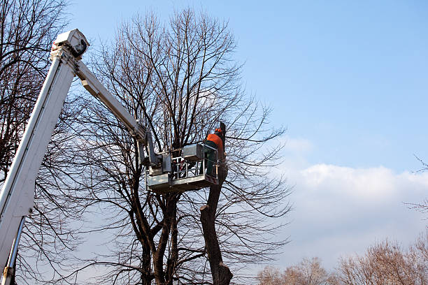Best Seasonal Cleanup (Spring/Fall)  in Bellaire, TX