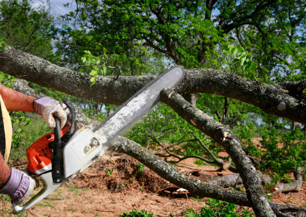 Trusted Bellaire, TX Tree Care Experts